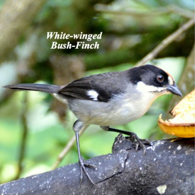 White-winged Bush-Finch